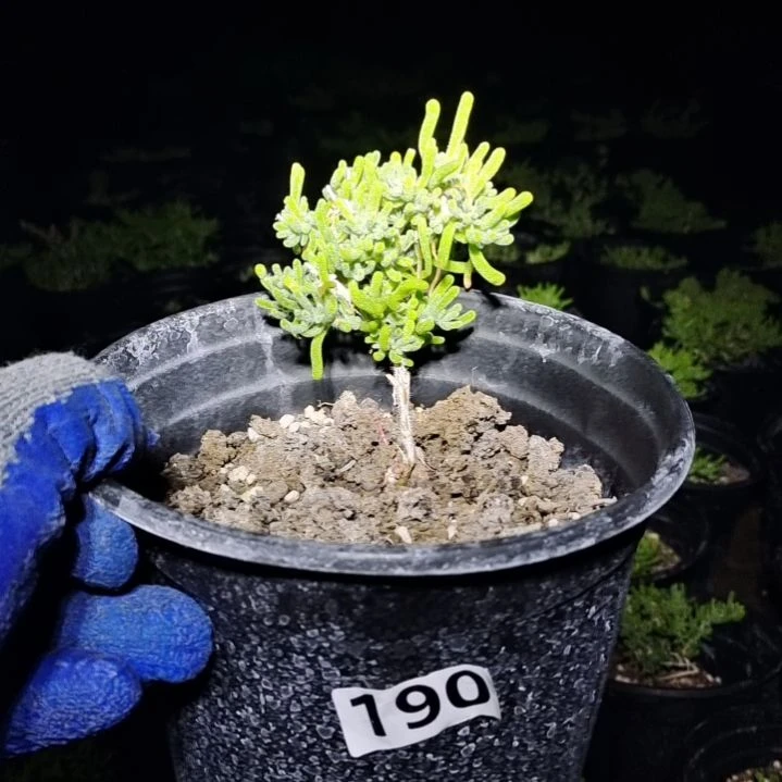 【闪购商品】190含泡沫箱多肉植物