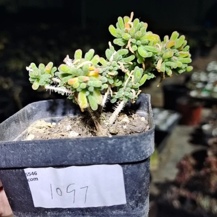【闪购商品】1097拍泡沫箱多肉植物