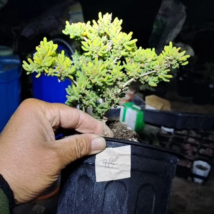 【闪购商品】915拍泡沫箱多肉植物