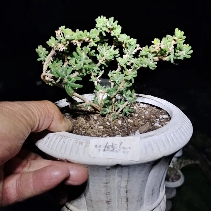 【闪购商品】1056拍泡沫箱多肉植物