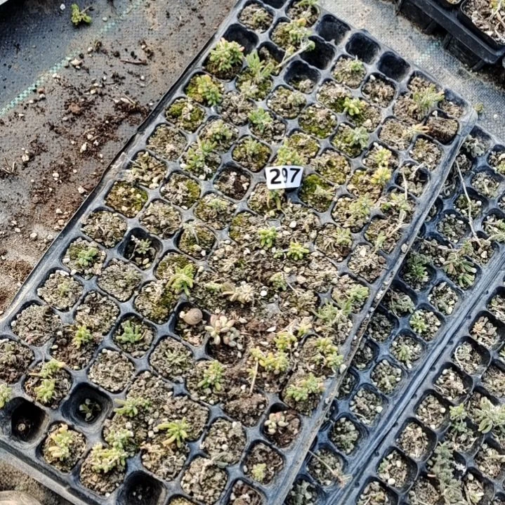 【闪购商品】297拍泡沫箱多肉植物