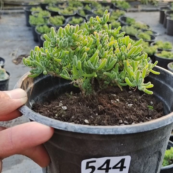 【闪购商品】544多肉植物清棚枝干番杏