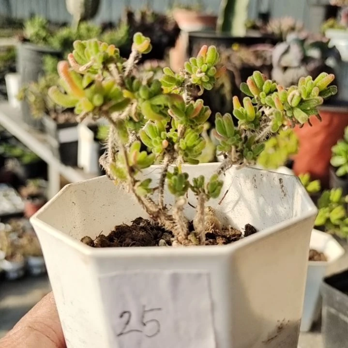 【闪购商品】25含泡沫箱多肉植物