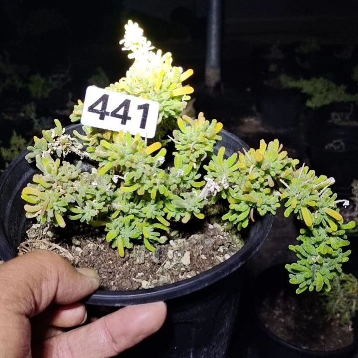 【闪购商品】用****7441多肉植物清棚枝干番杏