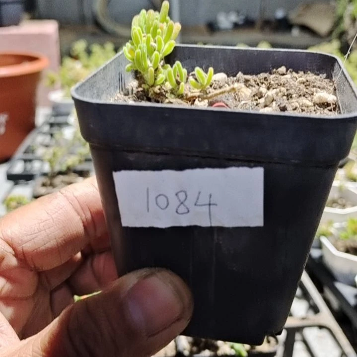 【闪购商品】1084多肉植物清棚枝干番杏