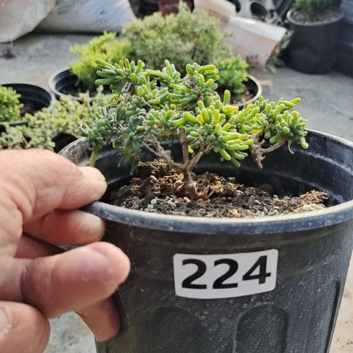 【闪购商品】哦****了224含泡沫箱多肉植物