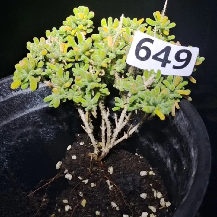 【闪购商品】649多肉植物清棚枝干番杏
