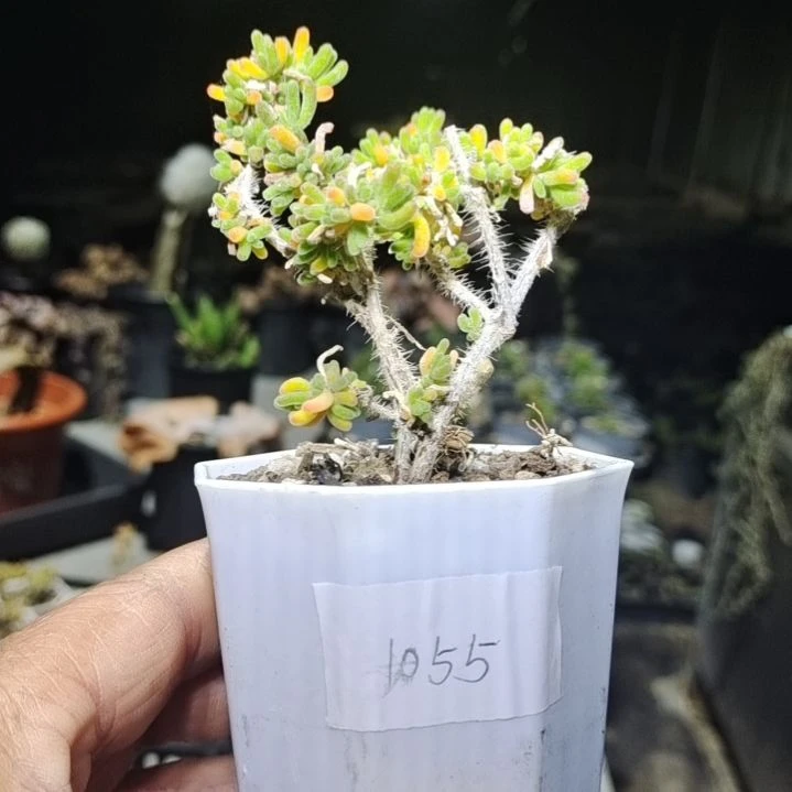 【闪购商品】1055多肉植物清棚枝干番杏
