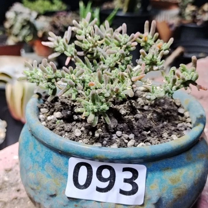 【闪购商品】093拍泡沫箱多肉植物
