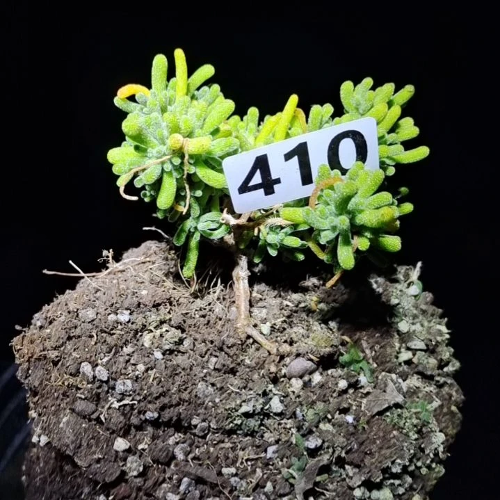 【闪购商品】410拍泡沫箱多肉植物