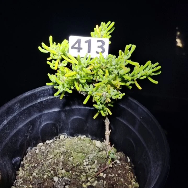 【闪购商品】413拍泡沫箱多肉植物