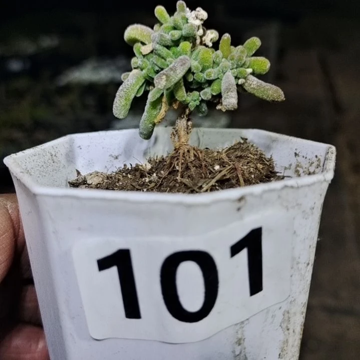 【闪购商品】101拍泡沫箱多肉植物