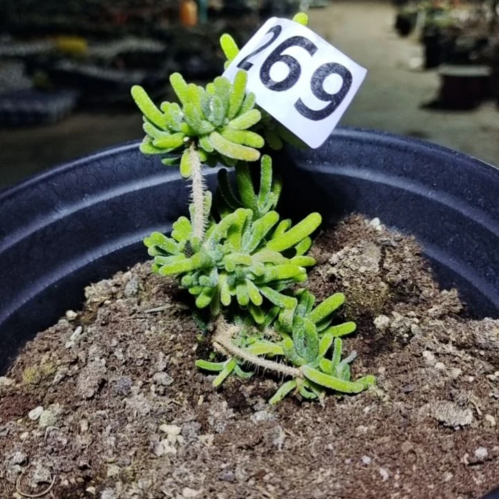 【闪购商品】269多肉植物清棚枝干番杏