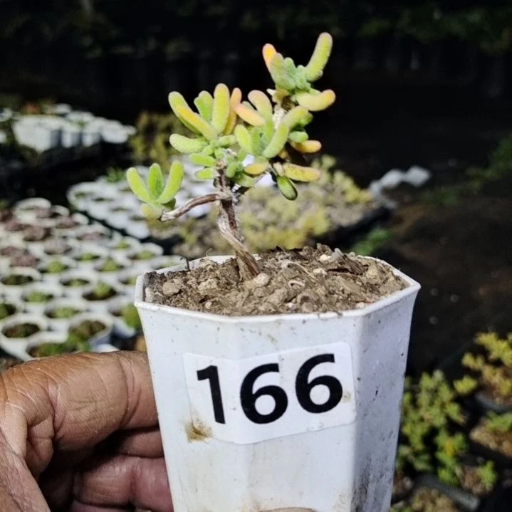 【闪购商品】蓝*166多肉植物清棚枝干番杏