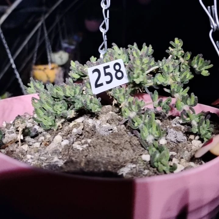 【闪购商品】依***依258拍泡沫箱多肉植物