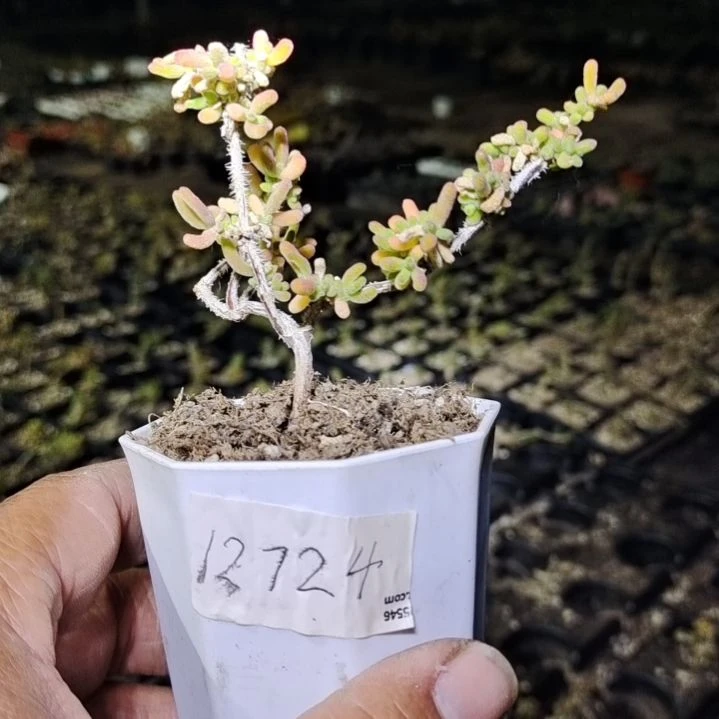 【闪购商品】12724多肉植物清棚枝干番杏