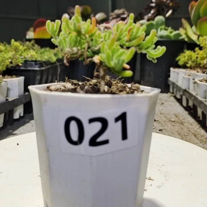 【闪购商品】021多肉植物清棚
