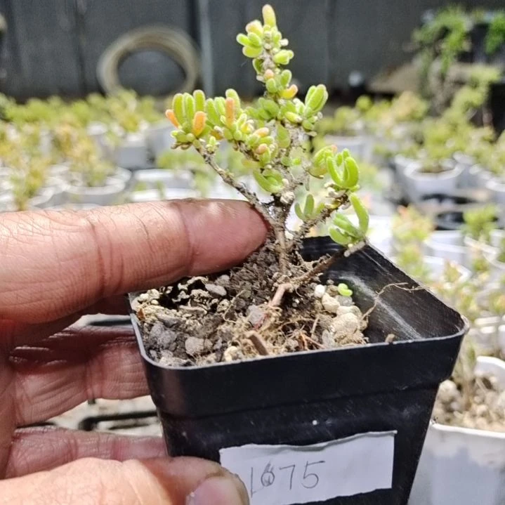 【闪购商品】1075拍泡沫箱多肉植物