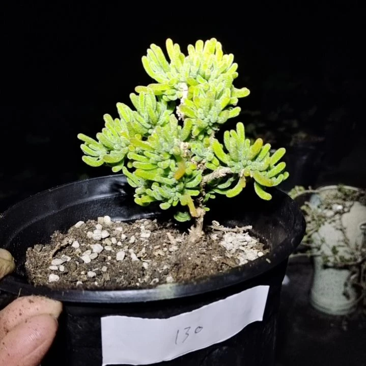 【闪购商品】棉***昔130多肉植物清棚枝干番杏