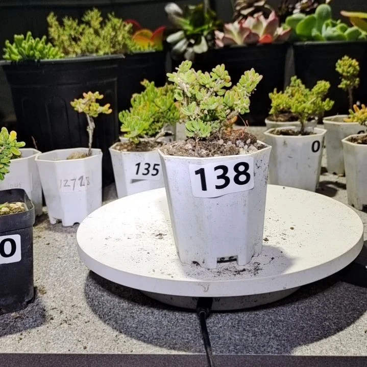【闪购商品】138多肉植物清棚枝干番杏