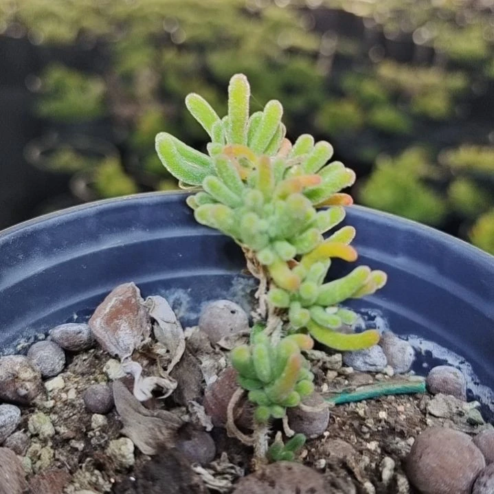 【闪购商品】3个含泡沫箱多肉植物