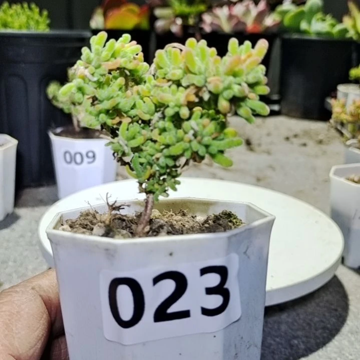 【闪购商品】023多肉植物清棚