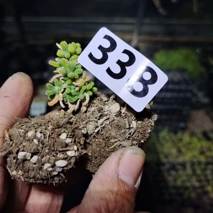 【闪购商品】默*338拍泡沫箱多肉植物