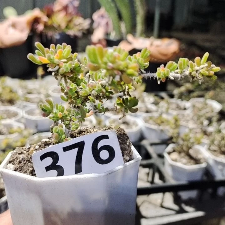 【闪购商品】376多肉植物清棚枝干番杏