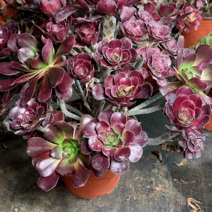 843玫瑰圆叶多肉一物一拍