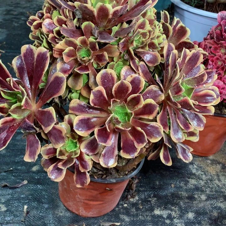 818欧佳丽多肉111111