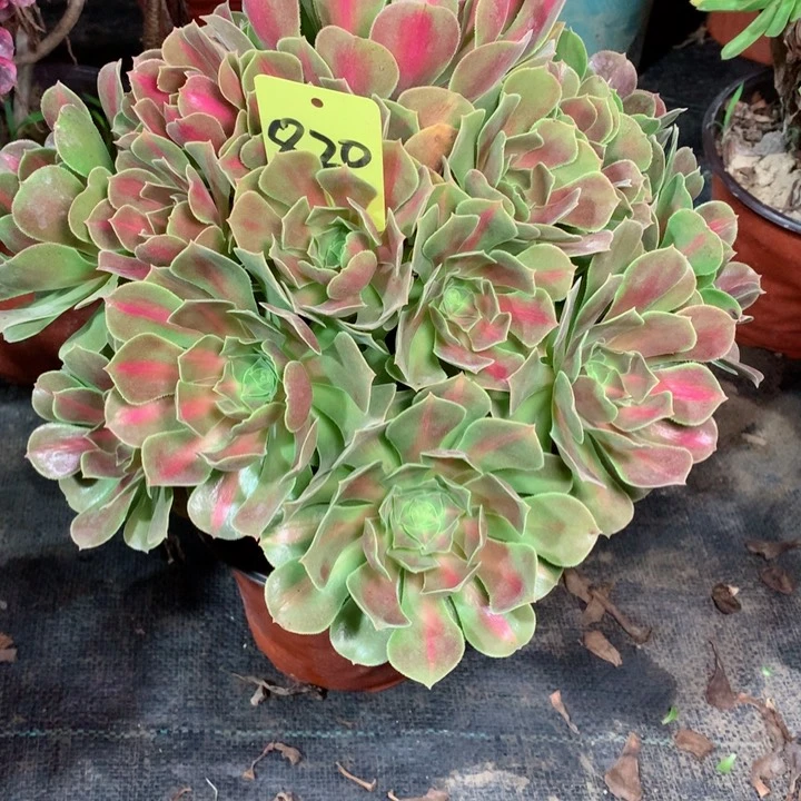 820女巫中斑多肉一物一拍