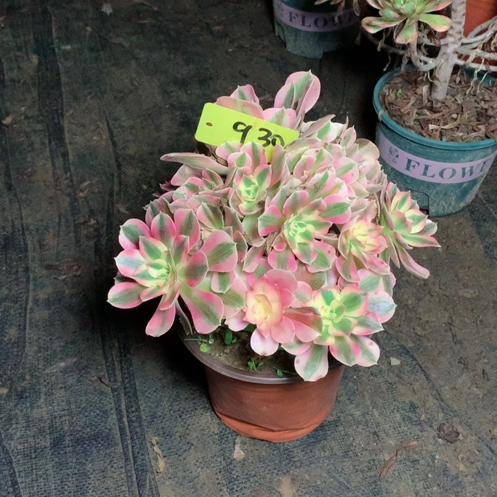 930粉女巫多肉111111