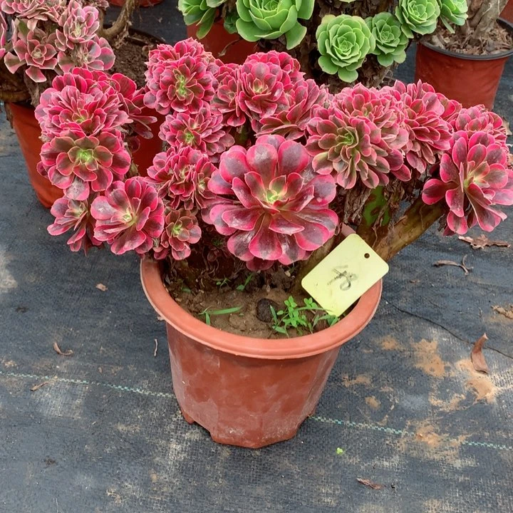 48美杜莎缀多肉11111