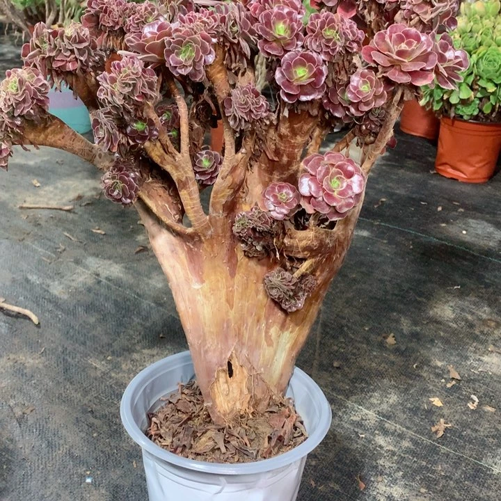 欧缀多肉11111111111