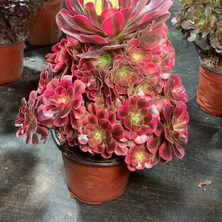 901美杜莎多肉111111