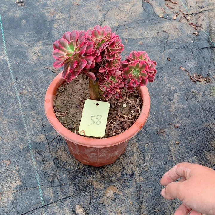 58美杜莎缀多肉1111