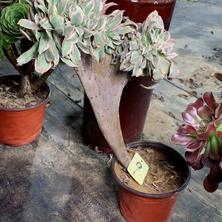 9灿烂缀多肉111111