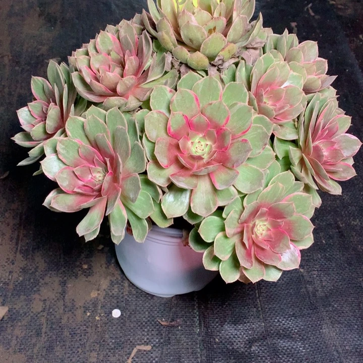 818莲花坐多肉111111