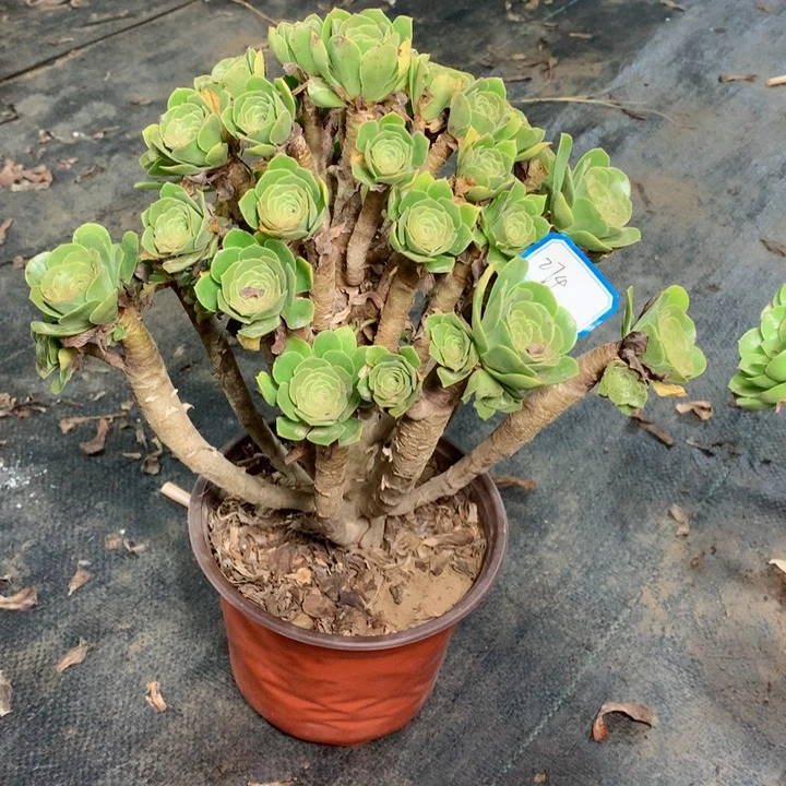 百**苏274绿羊绒多肉1111