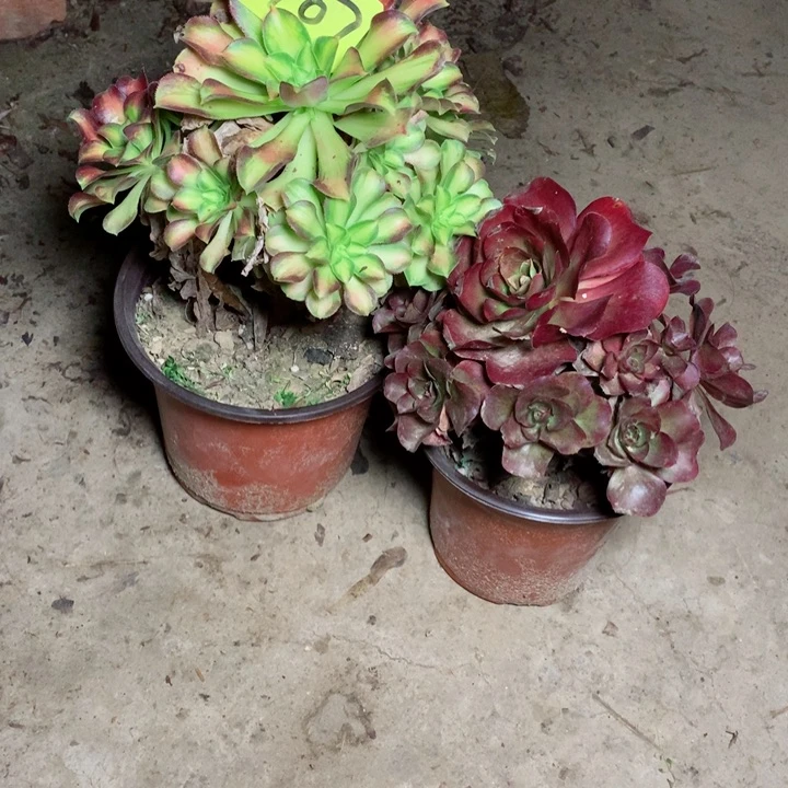 907两颗多肉111111