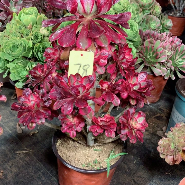 78香奈儿多肉111111