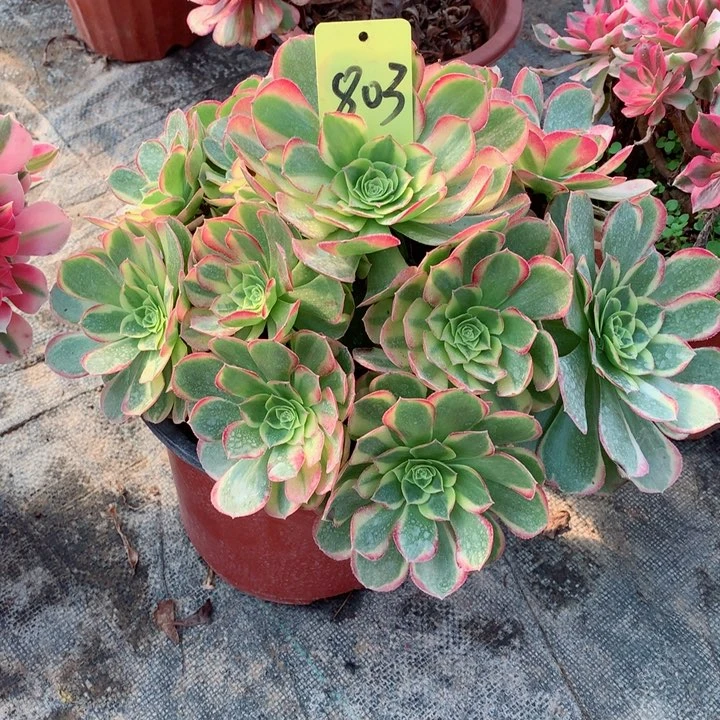 803奶白多肉一物一拍～