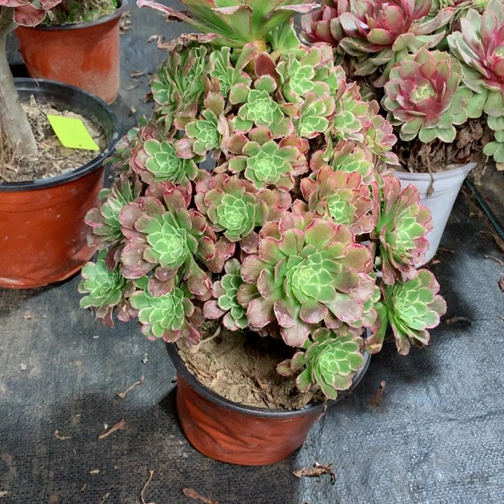 51绿体繁星多肉111111