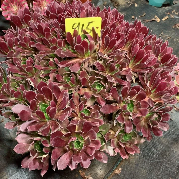 915凤凰多肉111111