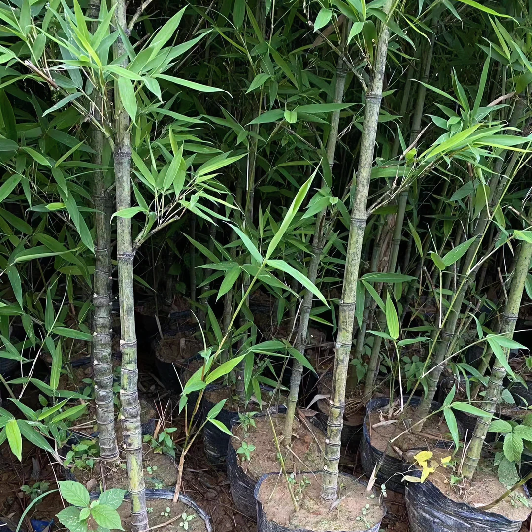 竹子苗庭院紫竹北方耐寒罗汉竹室内盆栽绿植金镶玉苗黄金竹竹子苗