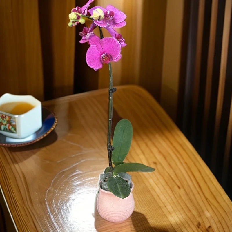 【恭喜发财】蝴蝶兰欧品佛山基地批发1-1带花带花苞包邮单花剑兰花