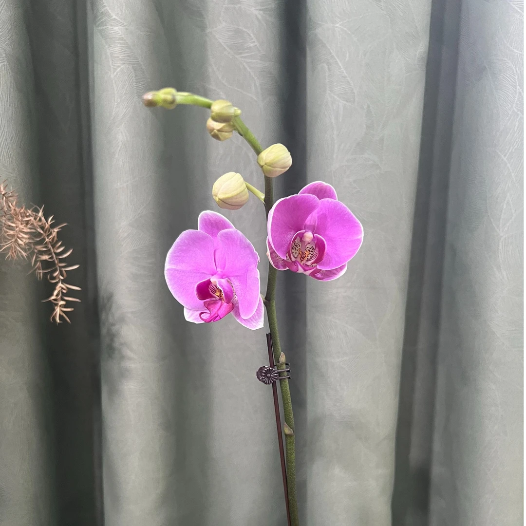 蝴蝶兰【大粉花】2.8寸杯