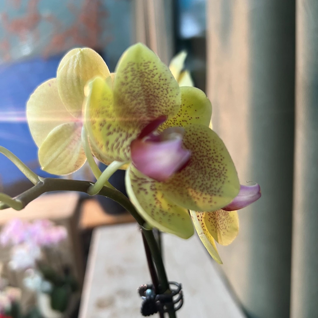 【卡曼】蝴蝶兰带花带花苞