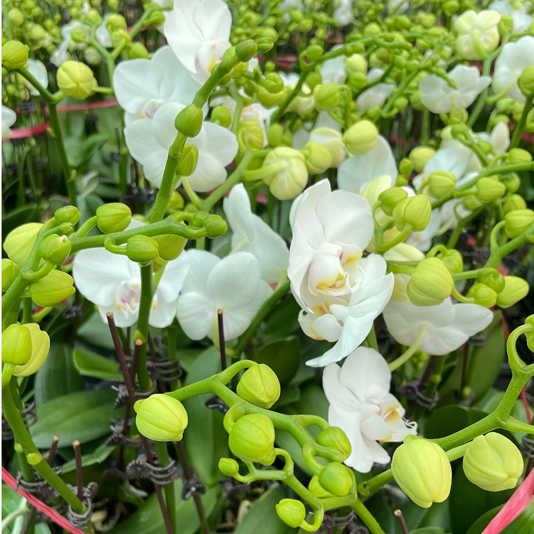 【阿玛】蝴蝶兰带花带花苞单梗