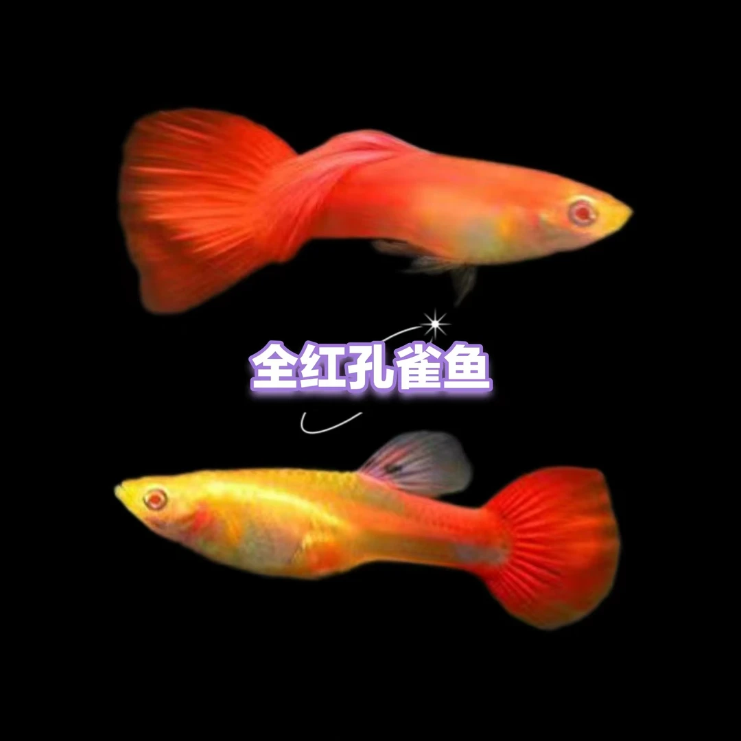 【顺丰包邮】全红孔雀鱼 实物以直播间为准！（无开箱视频不售后！）